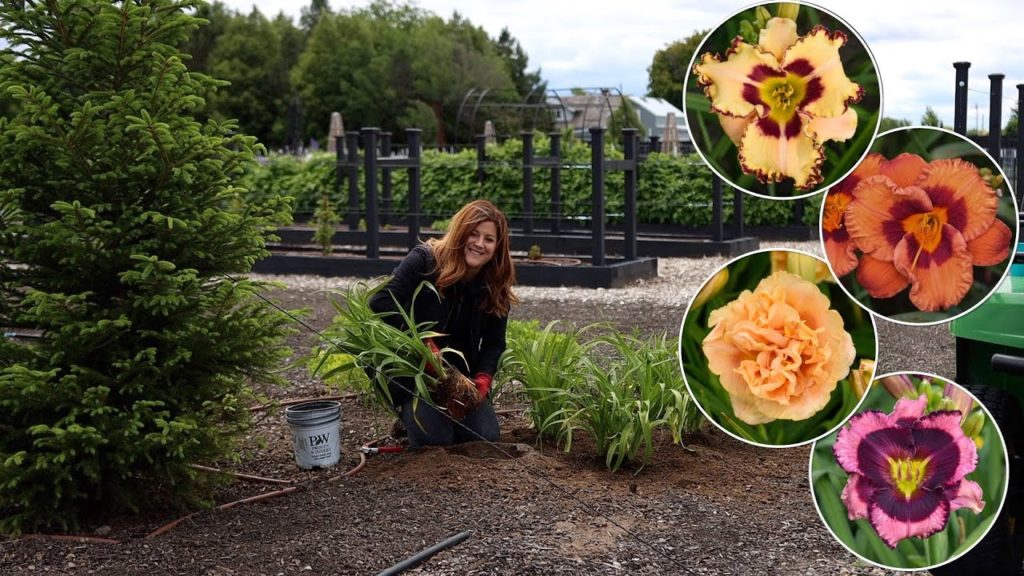 Planting 4 Varieties of Daylilies- Tough, Low Maintenance Perennials! 🌺🌿🙌 // Garden Answer