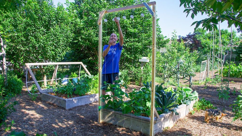 James Prigioni: How to Build a Cucumber Trellis Using Only ONE PIECE of WOOD, CHEAP and EASY Backyard Gardening How to Build a Cucumber Trellis Using Only ONE PIECE of WOOD, CHEAP and EASY Backyard Gardening