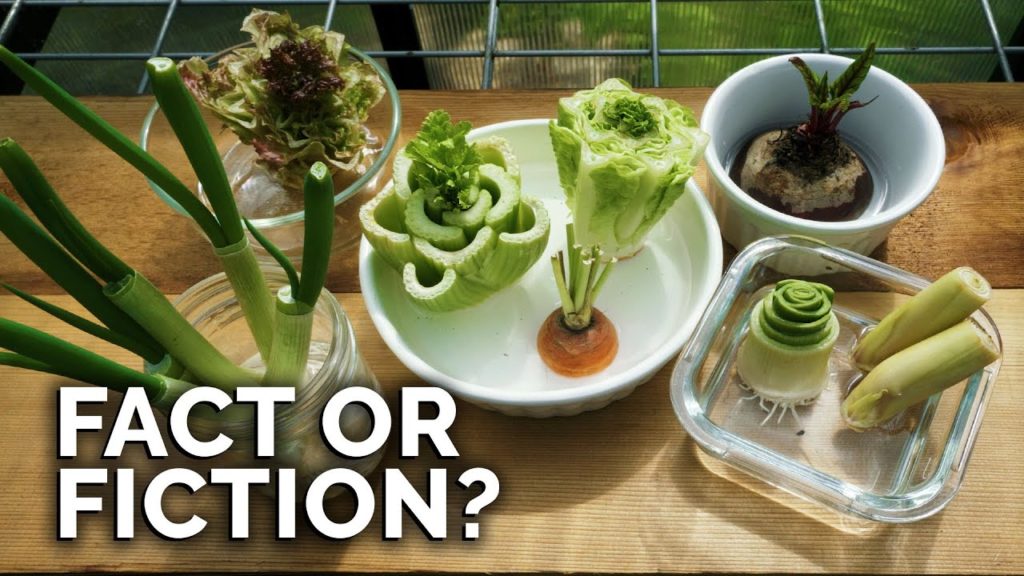 The TRUTH About Regrowing Veggies From Kitchen Scraps