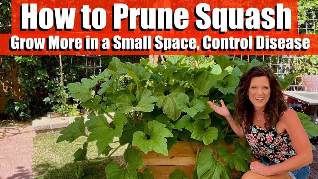 How to Prune Squash to Grow More in a Small Space, & Control Powdery Mildew