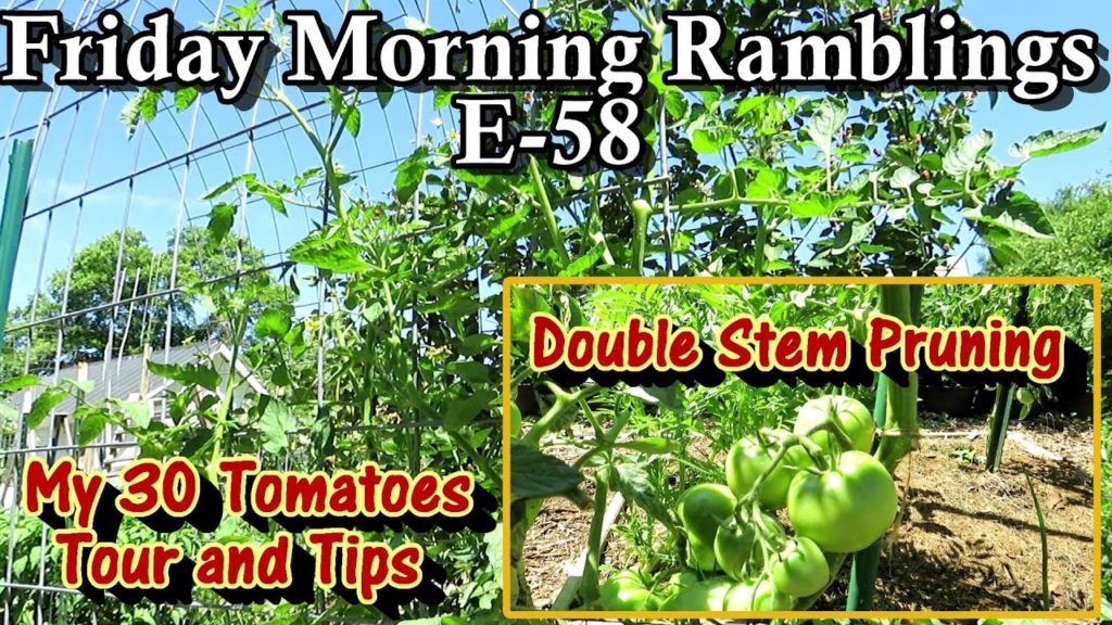 Tour of My 30 Tomato Varieties, Tomato Tips, Double Stem Pruning:  FM Gardening Ramblings E-58