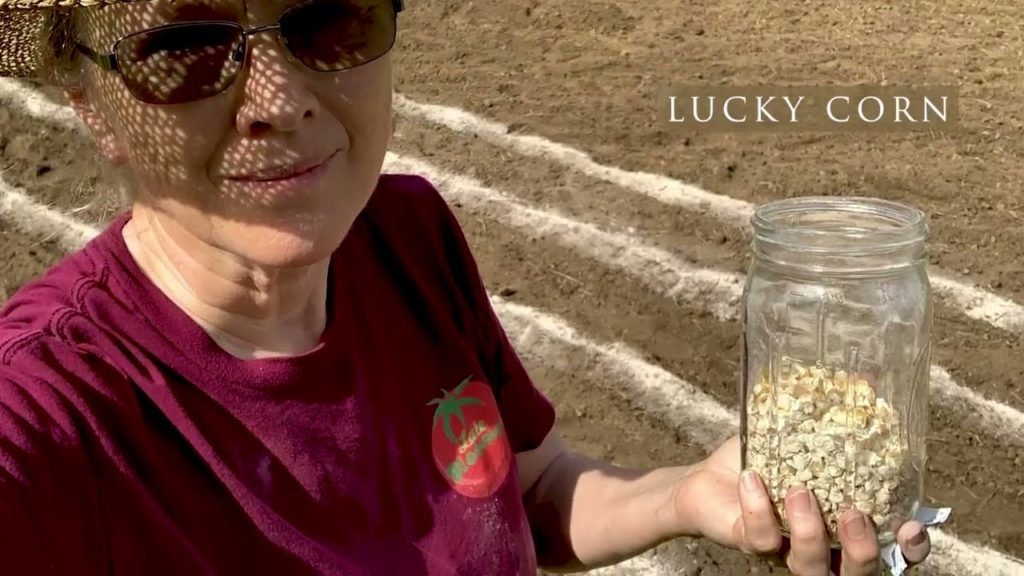 A SOLUTION for the DEER PROBLEM, Electricity! And June garden update!