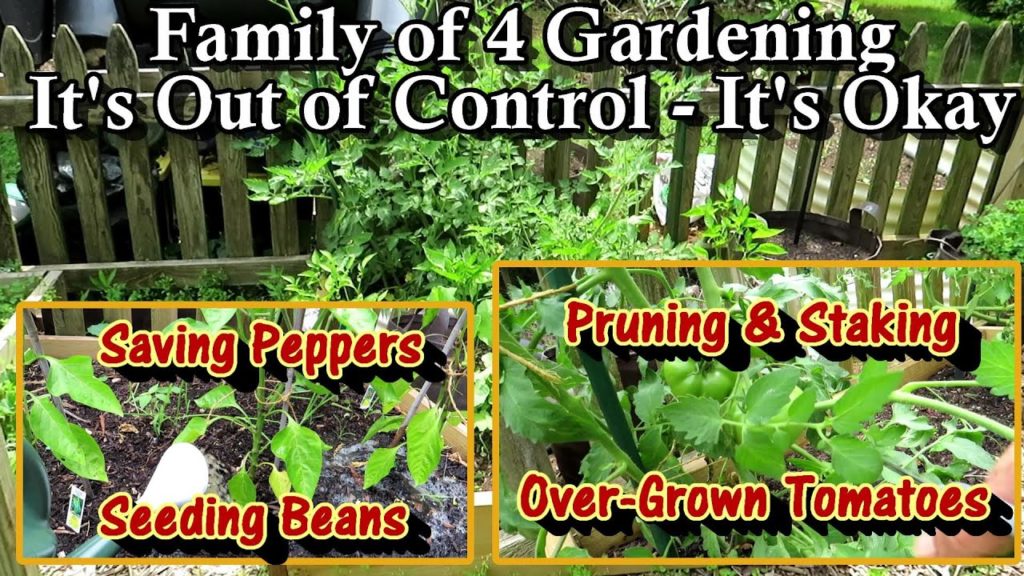 Gary Pilarchik: Family of 4 Vegetable Gardening E-5: Staking & Pruning Tomatoes, Fertilizing, & Planting Beans Family of 4 Vegetable Gardening E-5: Staking & Pruning Tomatoes, Fertilizing, & Planting Beans