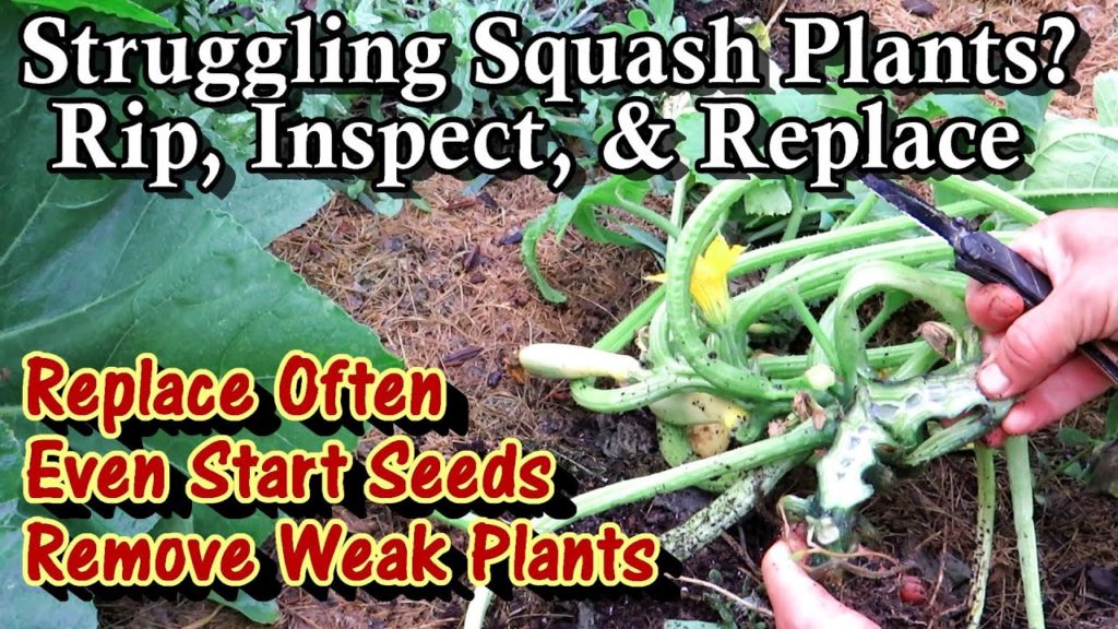 Squash, Zucchini, or Cucumber Plants Struggling? Rip and Replace Them for Summer Long Production