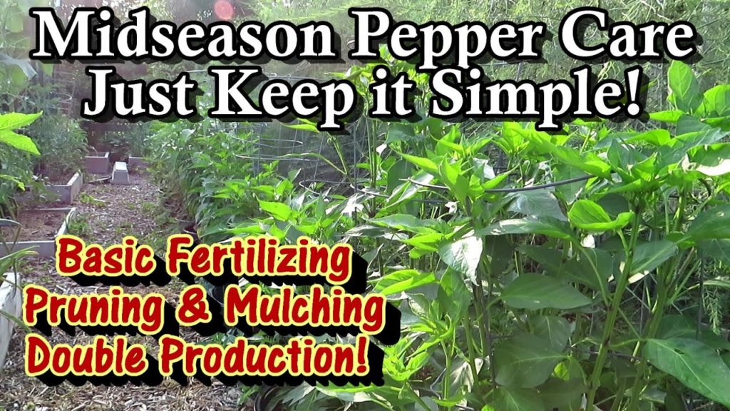 Gary Pilarchik: Quick & Simple Midseason Pepper Plant Care for Containers & Earth Beds: Fertilizer, Mulch, & Prune! Quick & Simple Midseason Pepper Plant Care for Containers & Earth Beds: Fertilizer, Mulch, & Prune!
