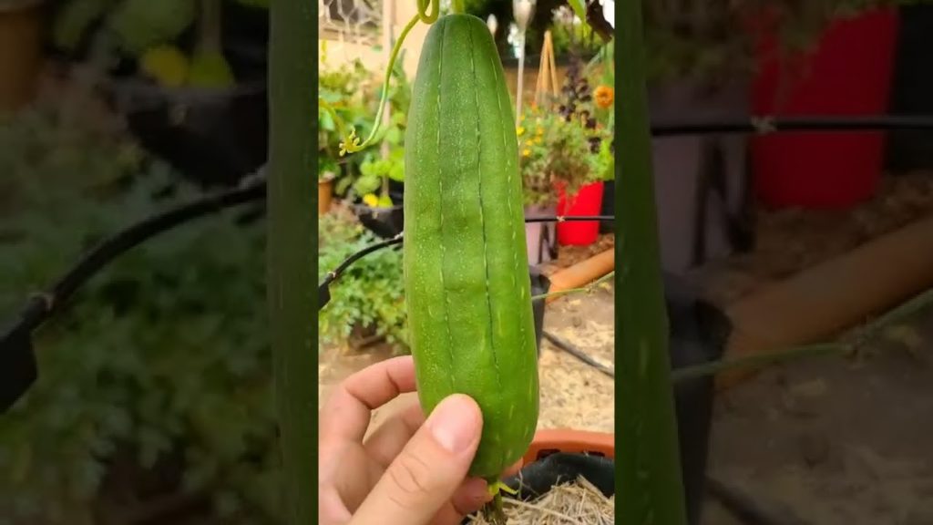 Epic Gardening: I Grew My Own Shower Sponge I Grew My Own Shower Sponge