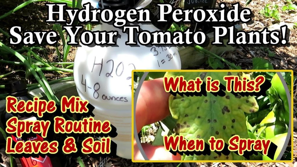 Save Your Tomato Plants with Hydrogen Peroxide Spray (Cheap & Easy): Mix Ratio, Routine, and More!