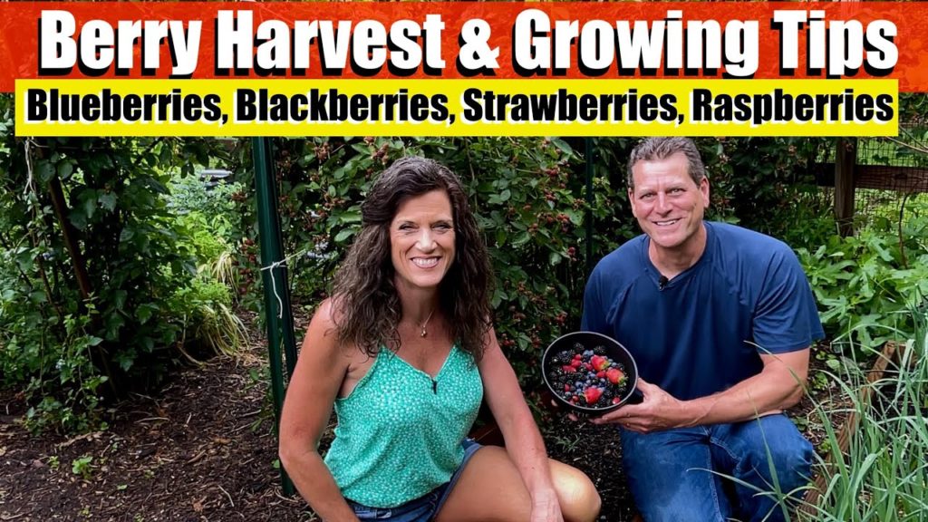 Berry Harvest & Growing Tips / CaliKim at The Rusted Garden Homestead 🫐🍓