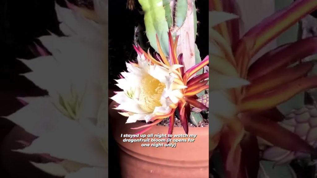 Beautiful Dragon Fruit Bloom