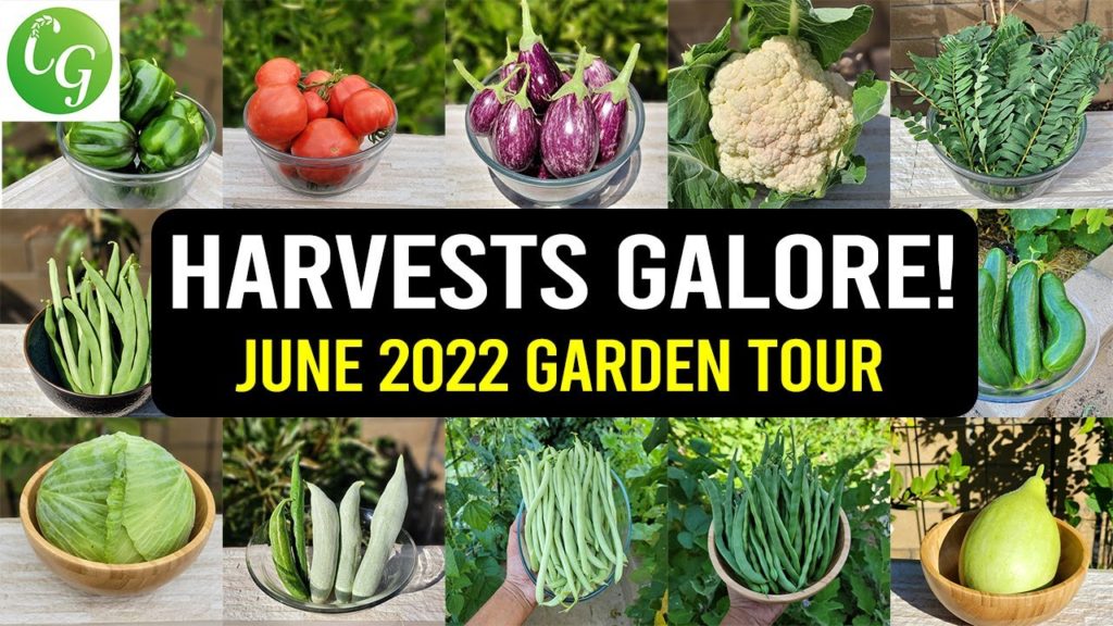 California Gardening: Harvests Galore! California Gardening June 2022 Garden Tour – Gardening Tips, Harvests, & more! Harvests Galore! California Gardening June 2022 Garden Tour - Gardening Tips, Harvests, & more!