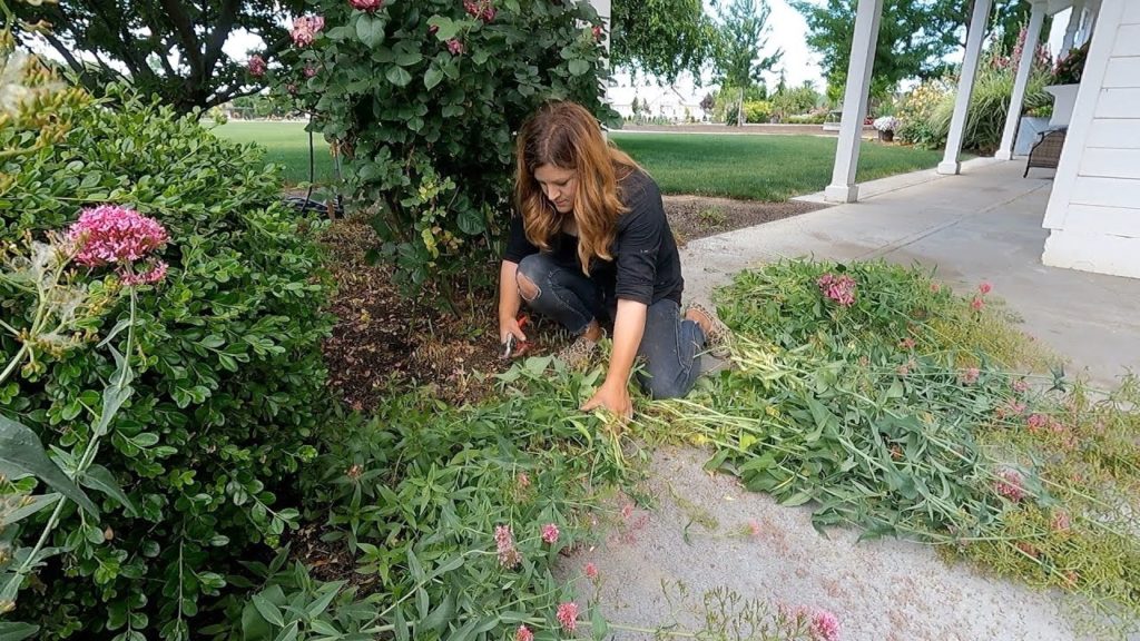 Flower Bed Maintenance: Perennial Cut Back, Rose Deadheading, Fixing Drip! 🌿✂️💧 // Garden Answer