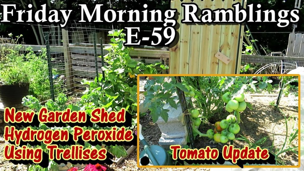 Tomatoes, Hydrogen Peroxide, Trellising, My New Garden Shed, & Tour:  FM Gardening Ramblings E-59