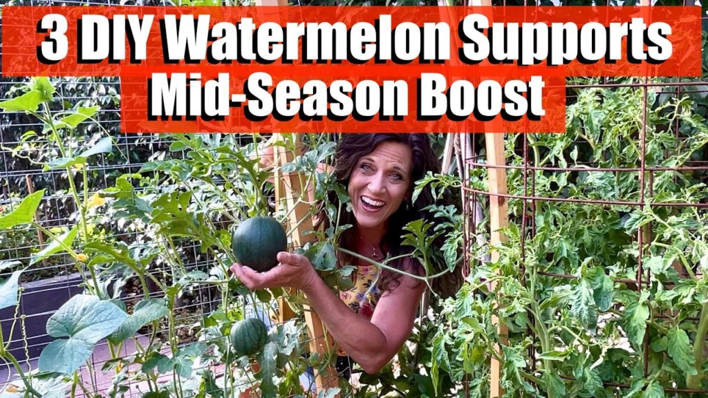CaliKim: Growing Watermelon Vertically – 3 Easy DIY Watermelon Supports, Mid-Season Boost ๐ Growing Watermelon Vertically - 3 Easy DIY Watermelon Supports, Mid-Season Boost ๐