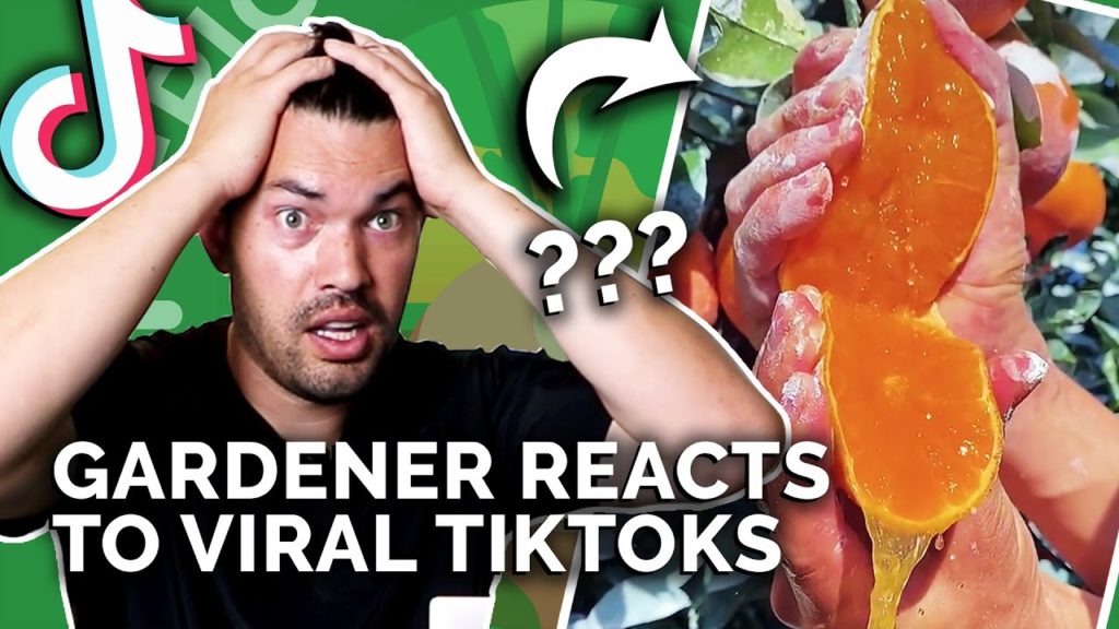 Epic Gardening: Gardener Reacts to Mind-Blowing Gardening TikToks 🤯 Gardener Reacts to Mind-Blowing Gardening TikToks 🤯