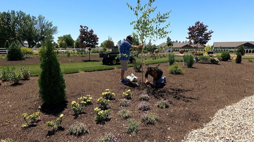 Planting Birch Trees & 3 Varieties of Groundcovers! 🌳🌿🌳 // Garden Answer