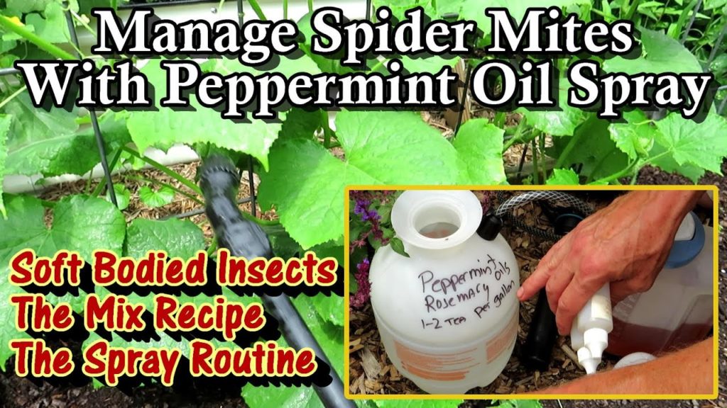 Gary Pilarchik: How to Use Peppermint Oil Spray on Cucumbers, Squash, & Beans: Spider Mites and Soft Bodies Insects How to Use Peppermint Oil Spray on Cucumbers, Squash, & Beans: Spider Mites and Soft Bodies Insects