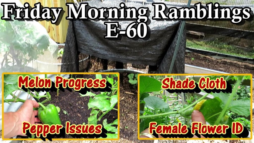 Gary Pilarchik: Pepper Problems, Shade Cloth, Melons, Male & Female Flowers, & Tour: FM Gardening Ramblings E-60 Pepper Problems, Shade Cloth, Melons, Male & Female Flowers, & Tour: FM Gardening Ramblings E-60