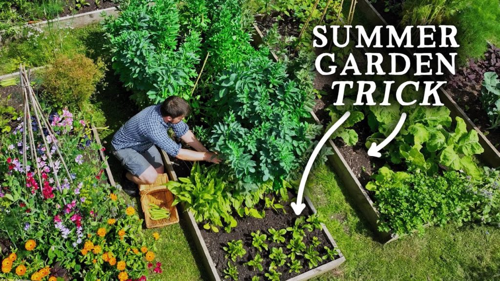 Huw Richards: Do This Summer Planting Trick For BIG Harvests! Do This Summer Planting Trick For BIG Harvests!