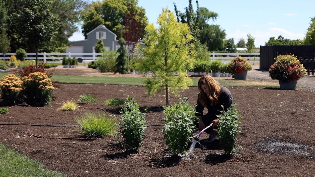 Garden Answer: Planting 3 Varieties of Hyssop- the Perfect Perennial For Crummy Soil! 🌿💪🙌 // Garden Answer Planting 3 Varieties of Hyssop- the Perfect Perennial For Crummy Soil! 🌿💪🙌 // Garden Answer