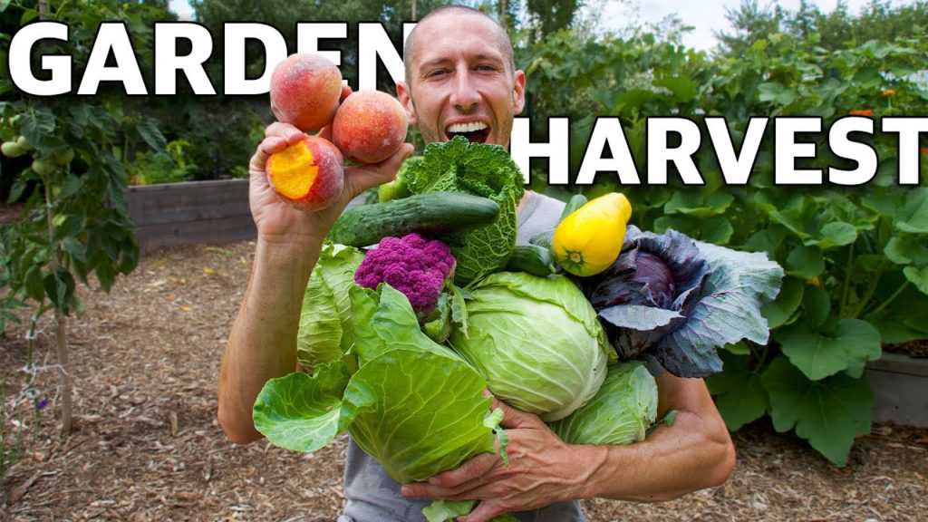 Harvesting MASSIVE FRUIT From My Backyard Garden!