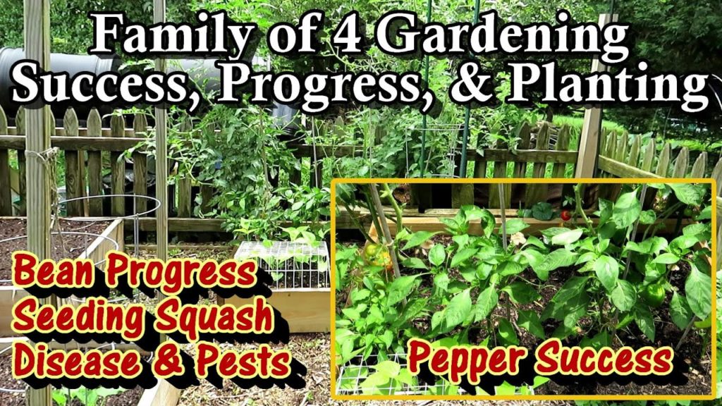 Gary Pilarchik: Family of 4 Vegetable Gardening E-6: Pests & Diseases, Peppers Recovered, Seeding Squash, & Eggplant Family of 4 Vegetable Gardening E-6: Pests & Diseases, Peppers Recovered, Seeding Squash, & Eggplant