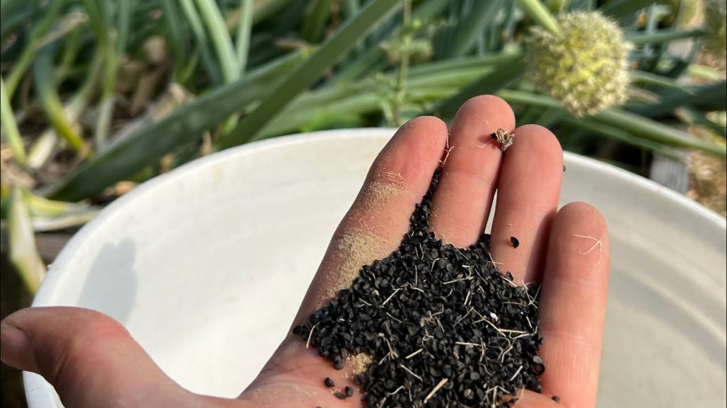 MIgardener: How to Save Onion Seeds So You Never Buy Them Again How to Save Onion Seeds So You Never Buy Them Again