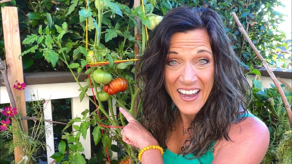 CaliKim: 🍅LIVE: What to do in the Garden in July – Summer is Here! (REPLAY) 🍅LIVE: What to do in the Garden in July - Summer is Here! (REPLAY)
