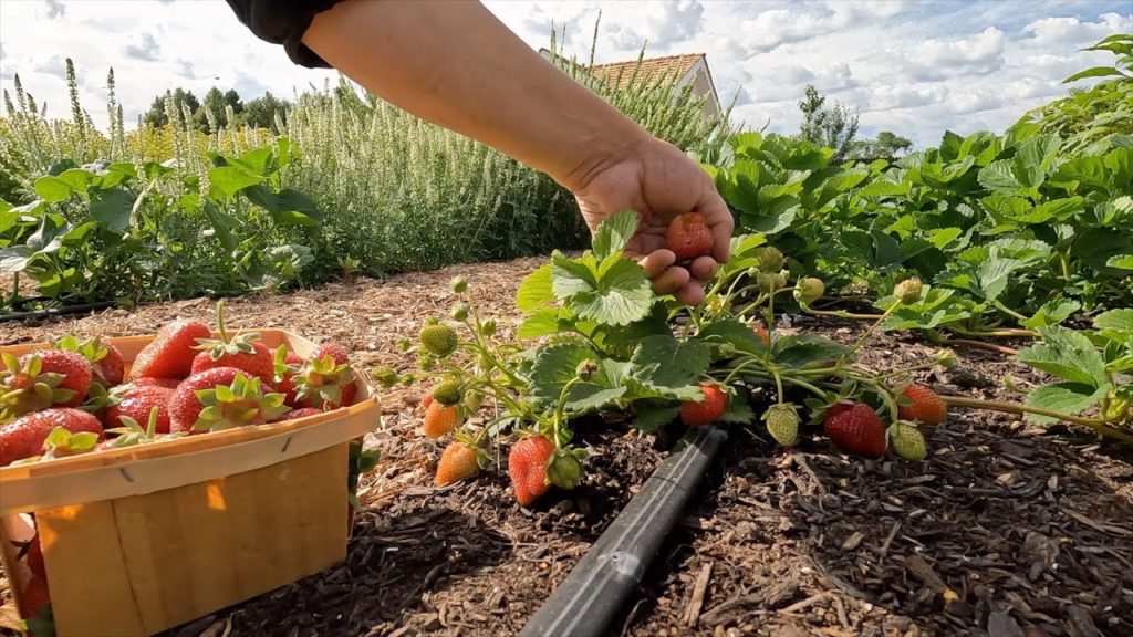 Garden Answer: Harvesting Cabbage & Strawberries, Planting Flower Seedlings & Pulling Ranunculus! 🍓🌿💚 Harvesting Cabbage & Strawberries, Planting Flower Seedlings & Pulling Ranunculus! 🍓🌿💚