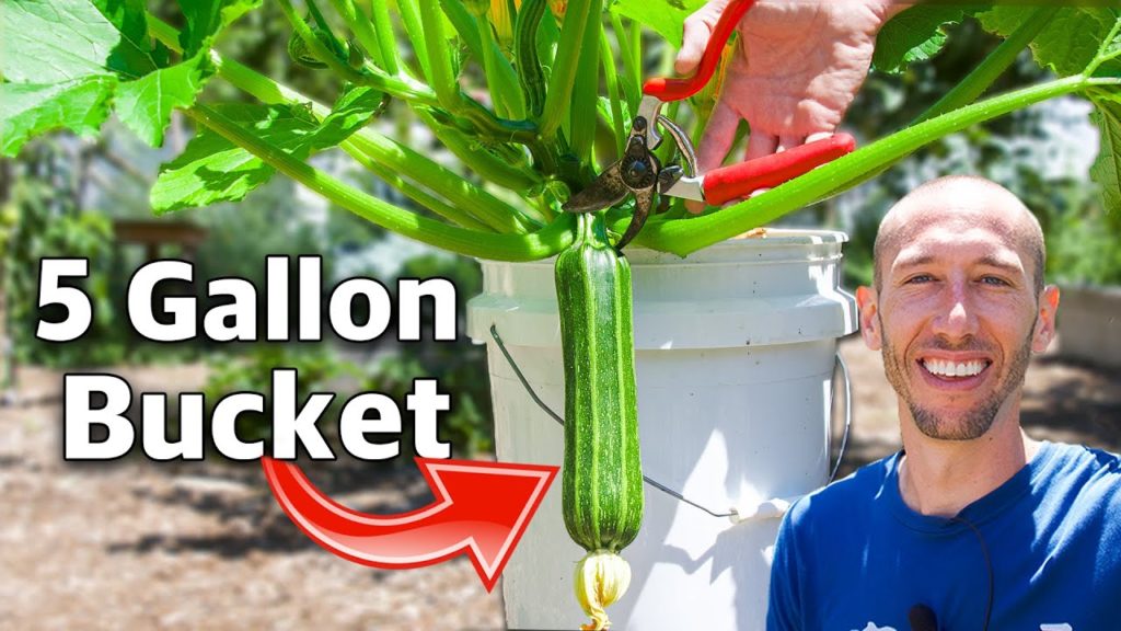James Prigioni: How To Grow Squash In Containers From Seed To Harvest! How To Grow Squash In Containers From Seed To Harvest!