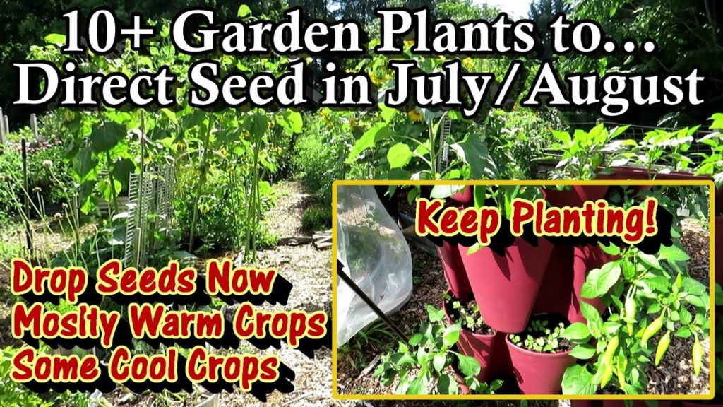 10+ Garden Plants to Direct Seed in July & August:  Keep Planting Warm Crops & Consider Cool Crops