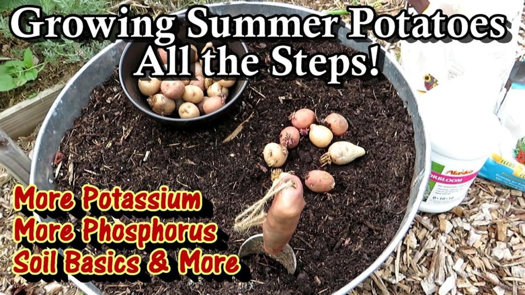 Gary Pilarchik: Growing Summer Container Potatoes: Soil Basics, Phosphorus & Potassium, Planting: All the Steps! Growing Summer Container Potatoes: Soil Basics, Phosphorus & Potassium, Planting: All the Steps!