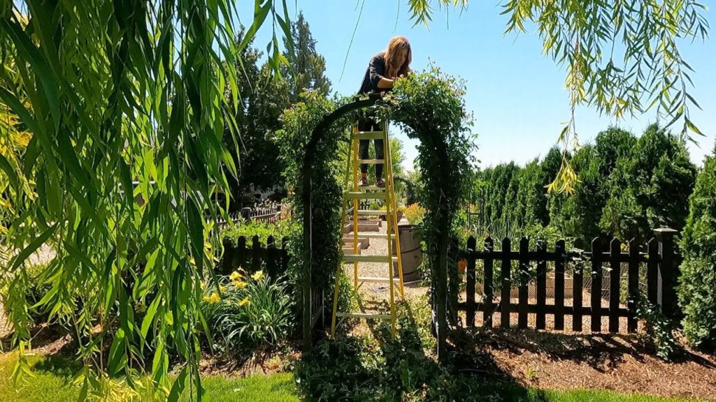 Trimming a WAY Overgrown Elderberry & Climbing Roses! 🌿✂️🙌 // Garden Answer