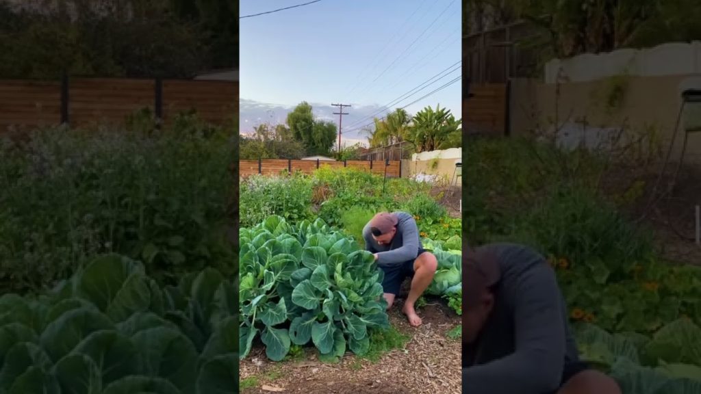 Brussels sprouts look very odd when growing...