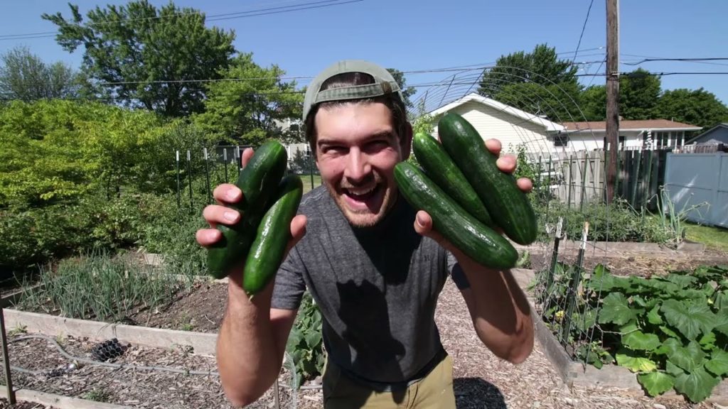 5 Tips To Prevent and Control Cucumber Beetles