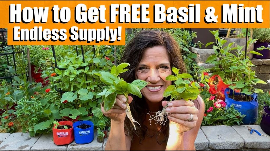 How to Get FREE Basil and Mint Plants for an Endless Supply 🌱