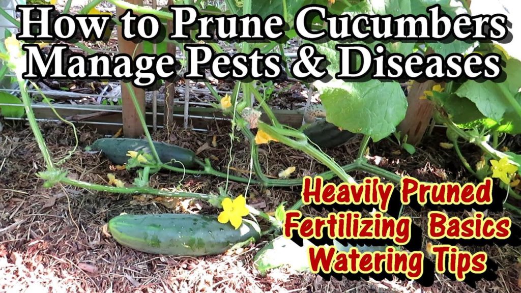 Gary Pilarchik: How to Prune Cucumber Plants to Help Them Thrive & Produce: Fertilizing & Watering Tips for Success! How to Prune Cucumber Plants to Help Them Thrive & Produce: Fertilizing & Watering Tips for Success!