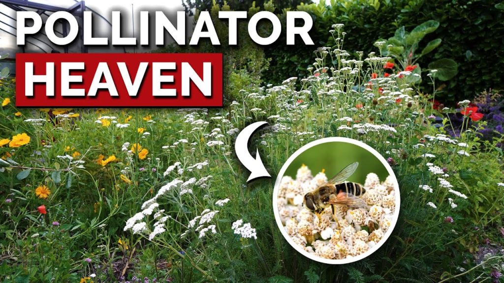This Plant Does Everything (And Grows Itself!) | Yarrow Grow Guide