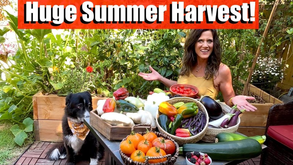 Huge Organic Summer Harvest From the Garden Grocery Store 🍅🫑🍆