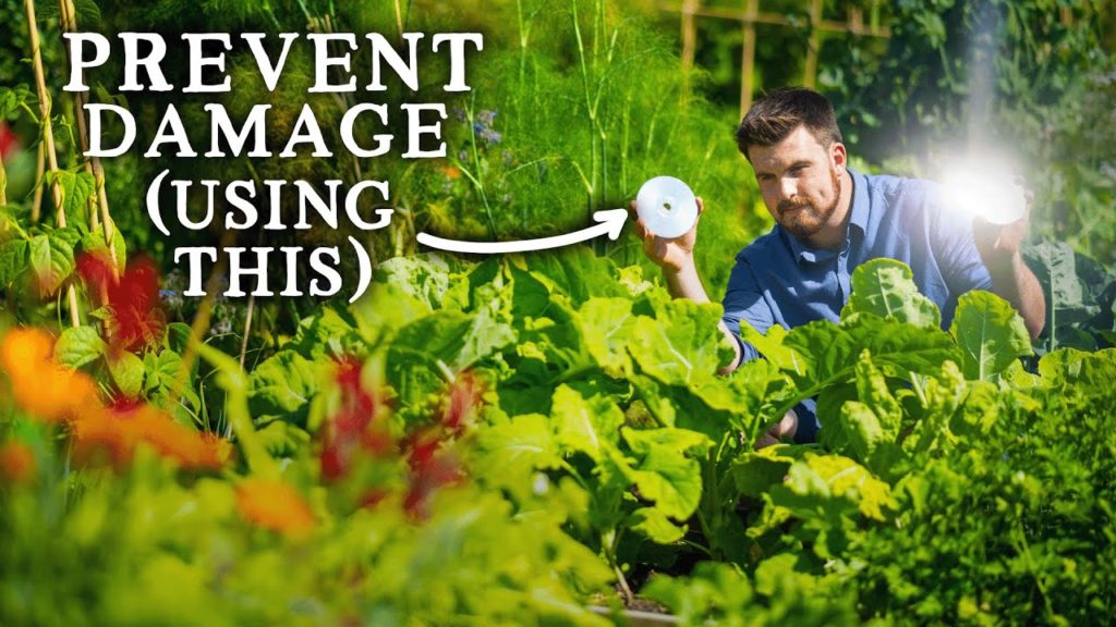 Natural PEST CONTROL | Low-Cost Tricks for Vegetable Garden Success