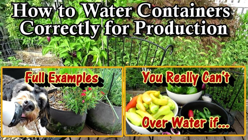 Gary Pilarchik: How to Water Containers in the Heat & Why Container Size Matters: You Can't Over Water Containers If How to Water Containers in the Heat & Why Container Size Matters: You Can't Over Water Containers If