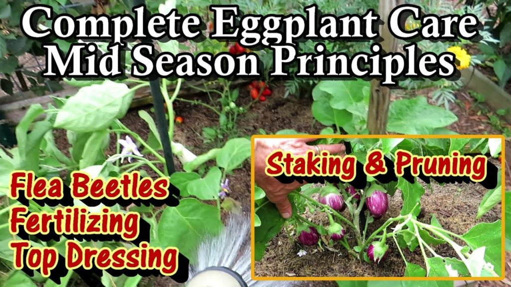 Complete Mid & Late Season Eggplant Care: Insect Dust, Staking, Fertilizing, Pruning & Watering