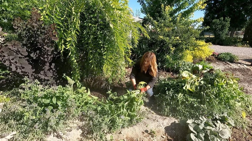 The Chicken Coop Flower Bed Needed Some Attention! 🌿✂️ // Garden Answer