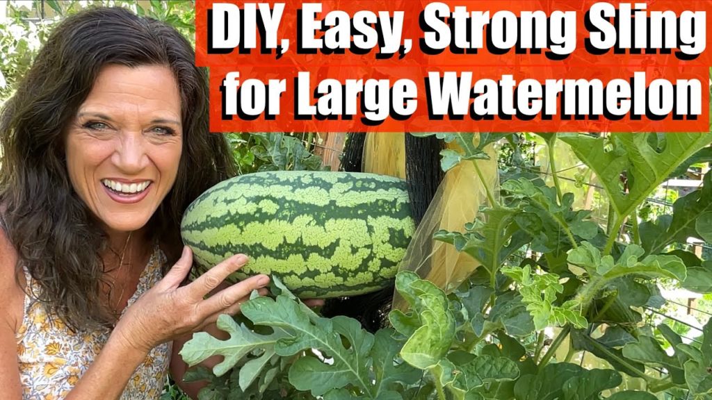 CaliKim: DIY, Easy, Strong Sling for Large Watermelon Growing Vertically 🍉 DIY, Easy, Strong Sling for Large Watermelon Growing Vertically 🍉