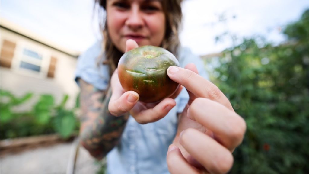 Roots and Refuge Farm: Dealing with Splitting Tomatoes (And thoughts as the raised bed garden begins) | VLOG Dealing with Splitting Tomatoes (And thoughts as the raised bed garden begins) | VLOG