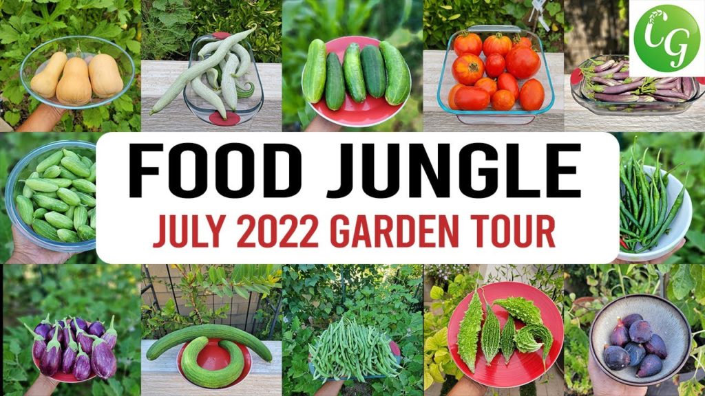 California Gardening: California Garden Becomes a Food Jungle! Vegetable Garden Tour, Gardening Tips & more! California Garden Becomes a Food Jungle! Vegetable Garden Tour, Gardening Tips & more!