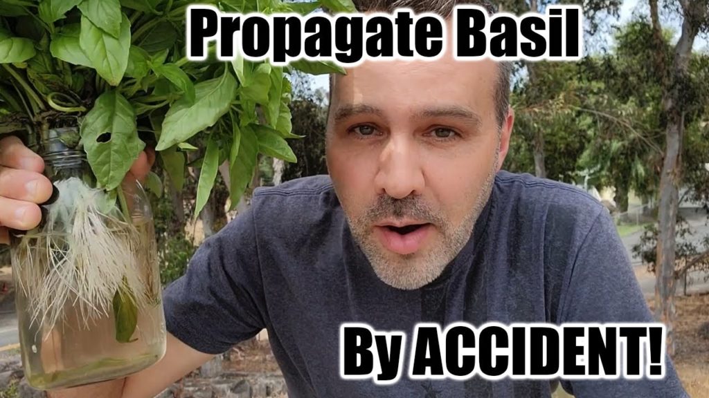 California Garden TV: Never Buy Basil Again!! Never Buy Basil Again!!