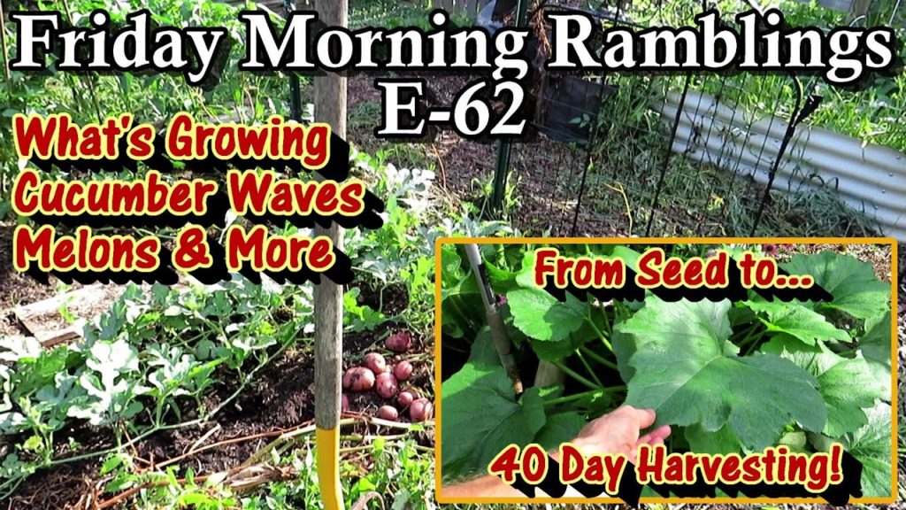 Potatoes, Melons, Tomatoes, Peppers, Squash, Breakfast, Growth  & Tour:  FM Gardening Ramblings E-62