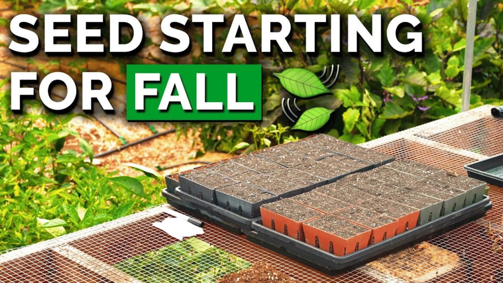 Start Seeds With Us: Late Summer & Fall Planting Ideas!