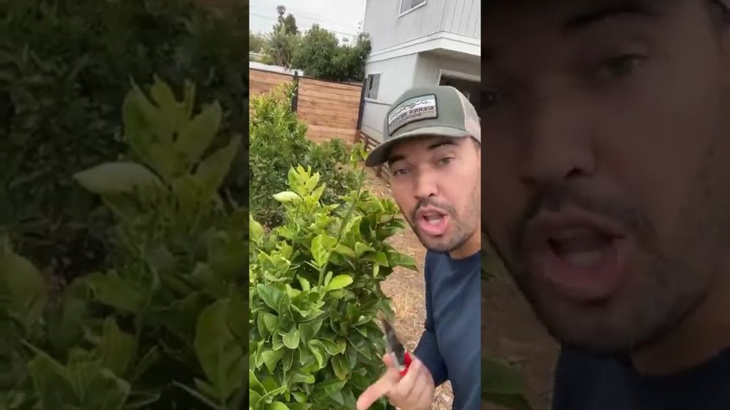 Don't make this mistake in your orchard