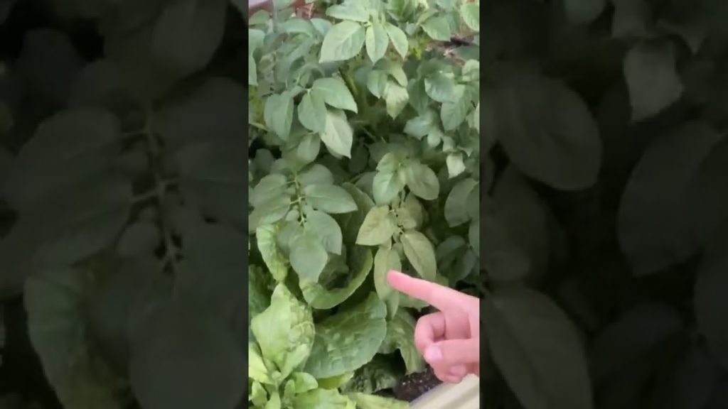 Accidentally growing a garden